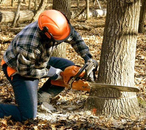 Tree Removal in Kitzmiller, MD
